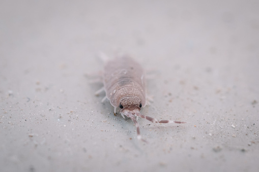 Isopod