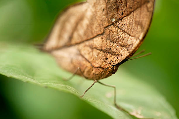 Indian Dead Leaf Butterfly stock photo