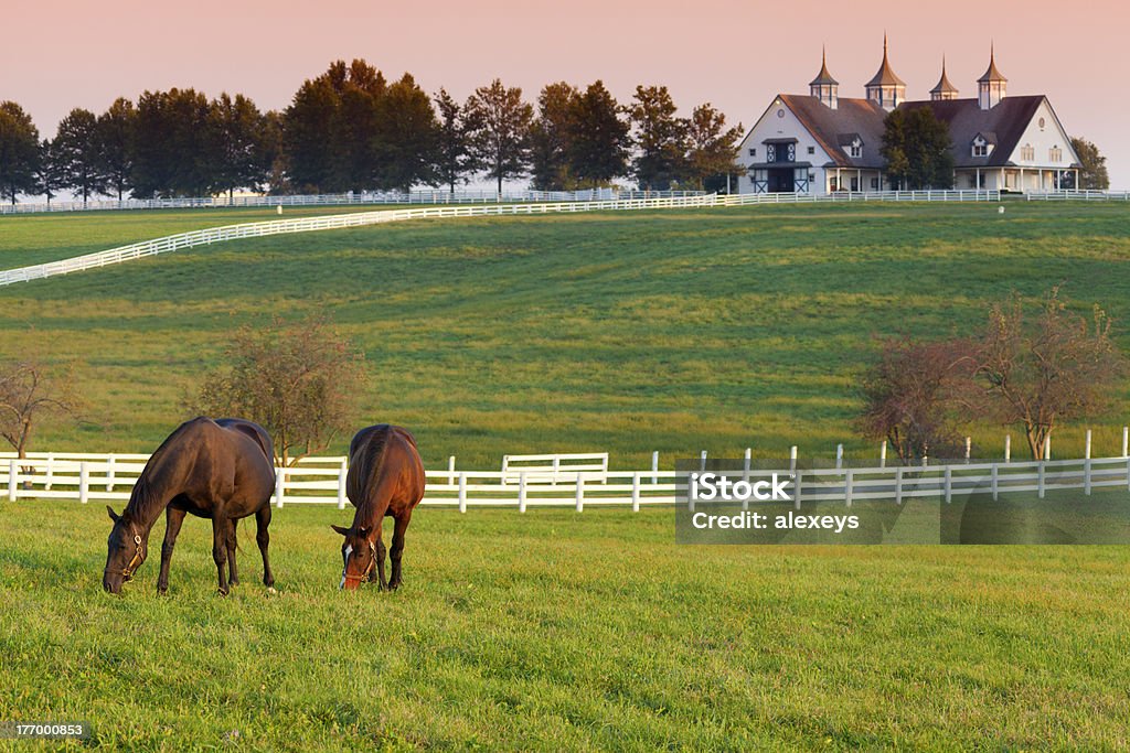 Horses on the Farm Horses grazing in the pasture at a horse farm in Kentucky Horse Stock Photo