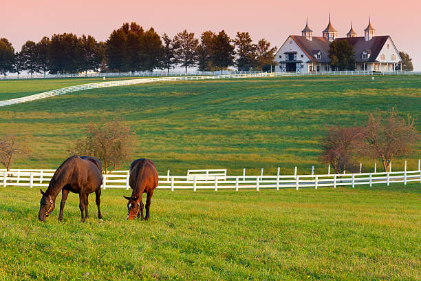 Horses on the Farm Horses grazing in the pasture at a horse farm in Kentucky barn photos stock pictures, royalty-free photos & images