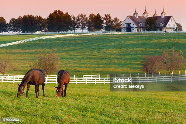 Horses On The Farm Stock Photo - Download Image Now - Horse, Ranch, Kentucky