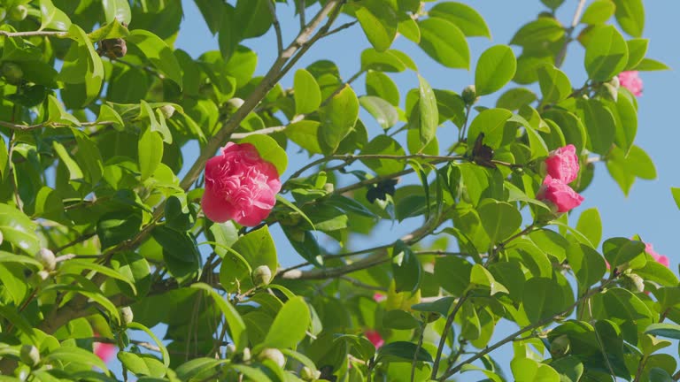 Camellia Is A Widely Planted Garden Flower. Usually Found Growing Up To An Altitude Of 800 Meters. Close up.