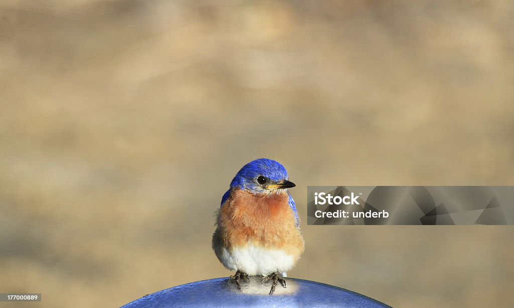 bluebird - Foto de stock de Azulejo - Pájaro libre de derechos