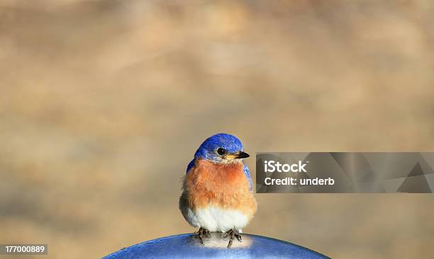 Bluebird Foto de stock y más banco de imágenes de Azulejo - Pájaro - Azulejo - Pájaro, Aislado, Primavera - Estación