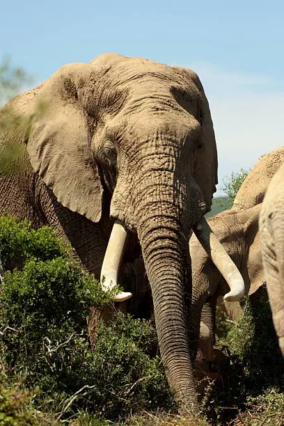 "A huge bull elephant with giant tusks in Addo PArk,South Africa"