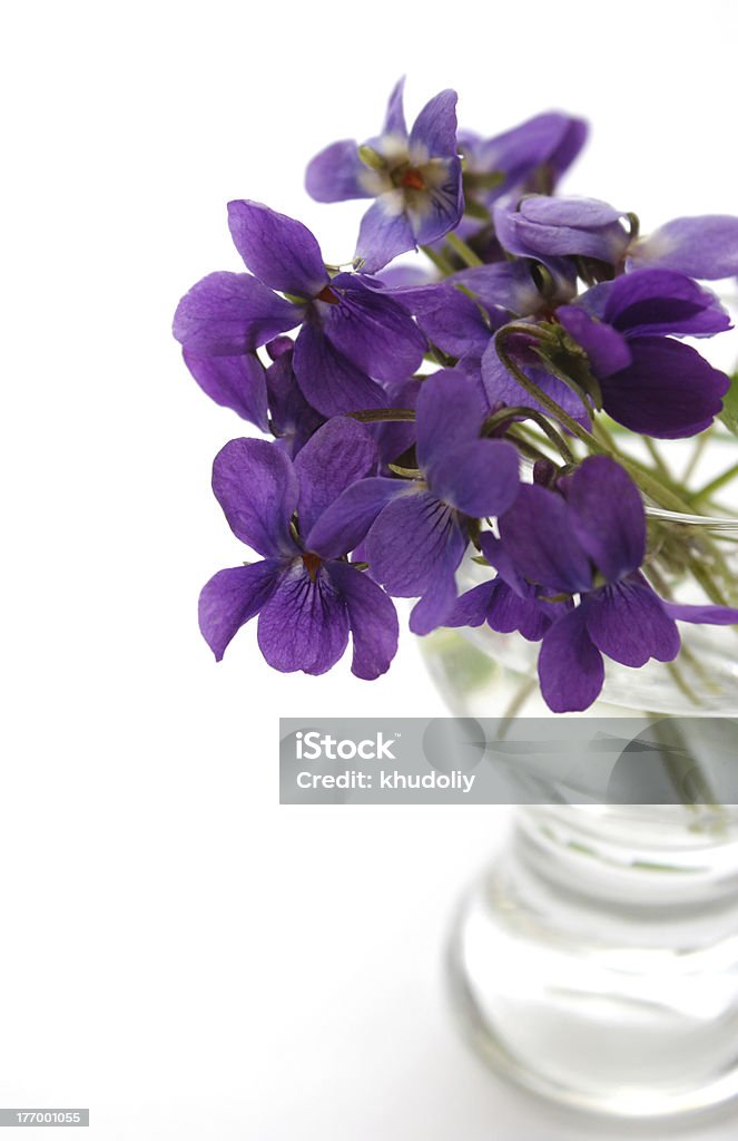 Violets - Royalty-free Azul Foto de stock