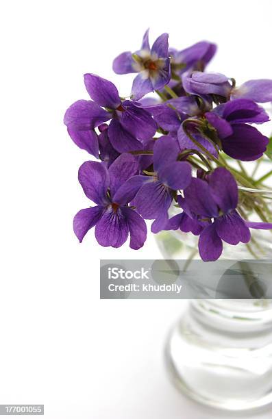 Violets - Fotografias de stock e mais imagens de Azul - Azul, Botânica - Ciência de plantas, Bouquet