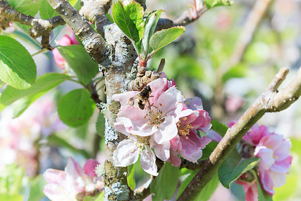 blossoming de apple tree. - bee apple tree flower single flower fotografías e imágenes de stock