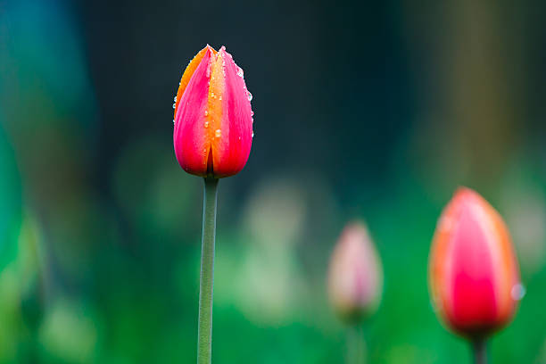 tulip in the rain stock photo