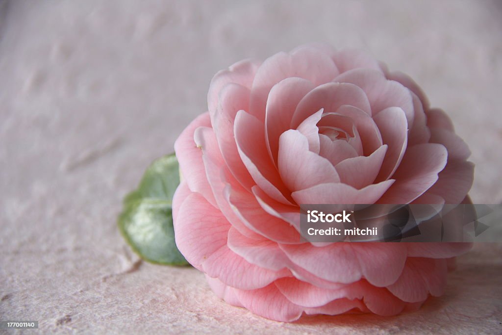 Camellia Beautiful camellias are placed on pink back. Blossom Stock Photo