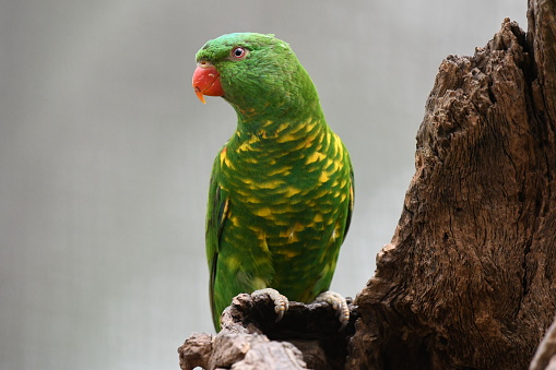 child feed parrot with hand