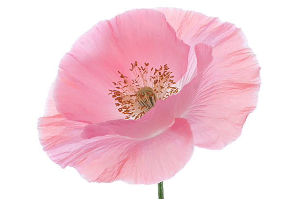 poppy.jpg?s=170667a&w=is&k=20&