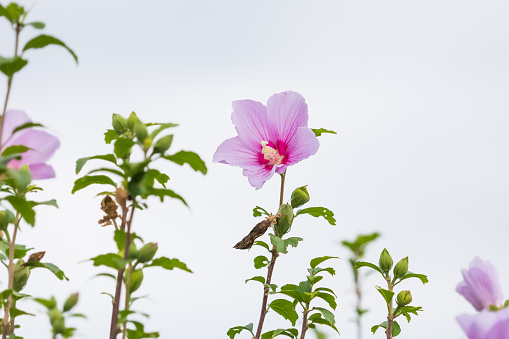 Rose of Sharon with pink petals that grow straight out. mugunghwa, Hibiscus syriacus - Chilbo