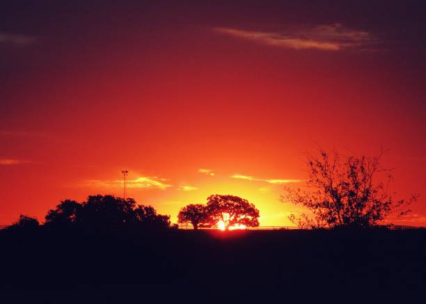 istock Sunrise Behind Silhouetted Horizon with Oak Trees 1770018403