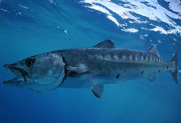 istock Barracuda with open mouth and teeth swimming in ocean 177001874