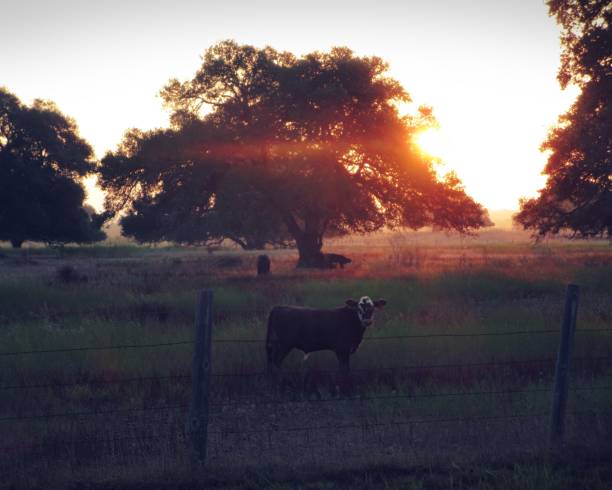 istock View of Calf in Central Texas Pasture at Dawn 1770019987