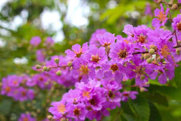 istock Violet flower of bungor tree, Lagerstroemia floribunda Jack ex Blumer 1770020510