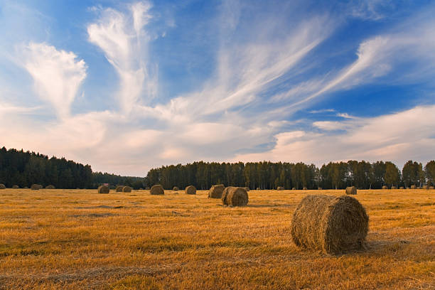 Haystacks on the field stock photo