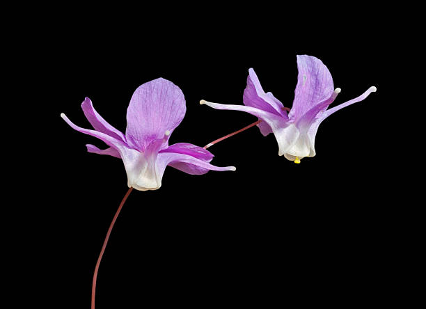 istock Flowers of barrebwort 177002375
