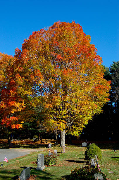 istock Autumn in the cemetery 177002378