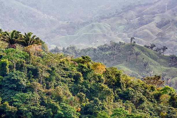 Rainforest Hills stock photo