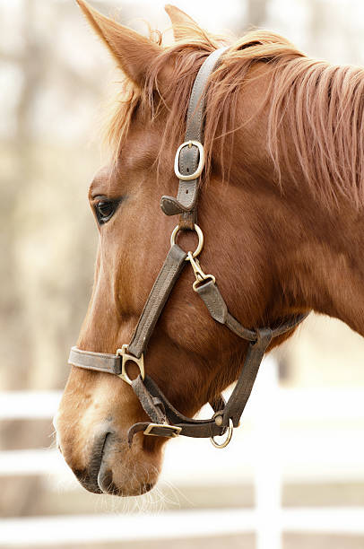 istock golden brown horse 177002591