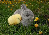 Gray rabbit bunny baby and yellow chick