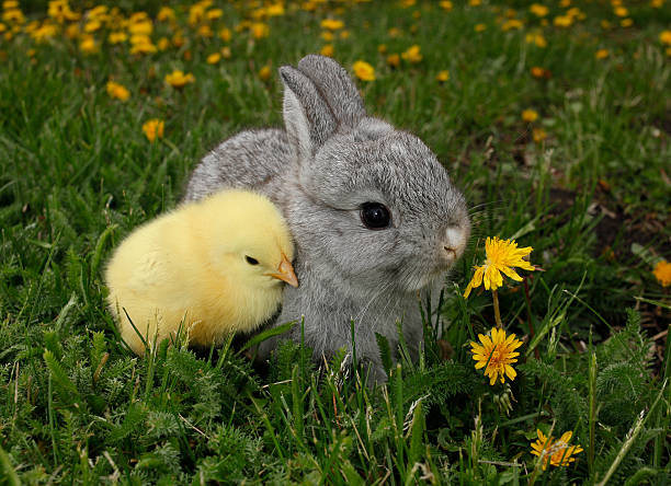 Gray rabbit bunny baby and yellow chick stock photo