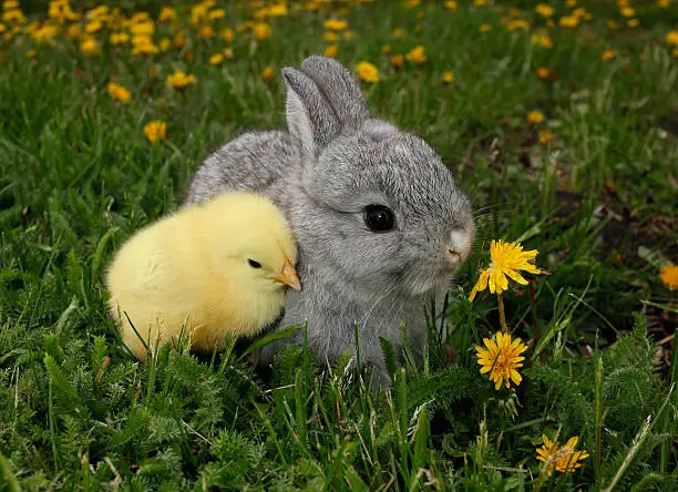 This is a beautiful gray rabbit bunny and yellow chick.