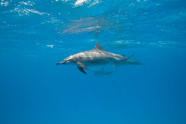 istock Side view of one Spinner dolphin. 177003001