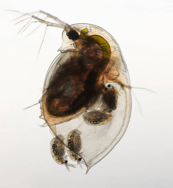 daphnia pulex-wioślarek narodzin młode zwierzę - futter zdjęcia i obrazy z banku zdjęć