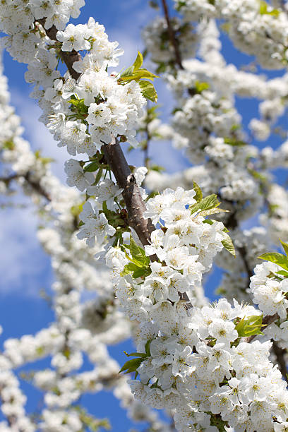 cherry blossom stock photo