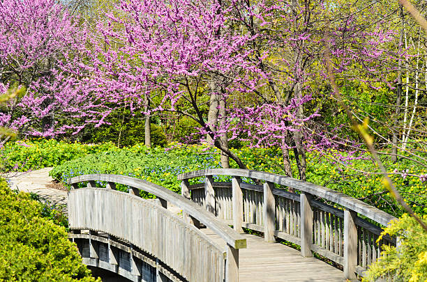 Arched footbridge to garden path by redbud trees in bloom