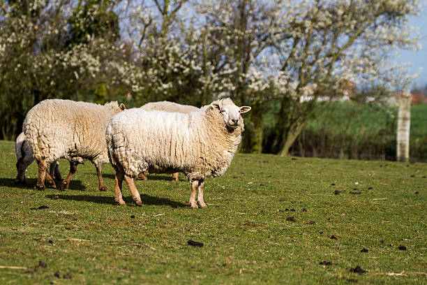 Samice owiec w spring – zdjęcie