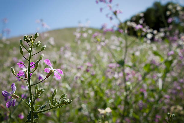 Champ de fleurs sauvages - Photo