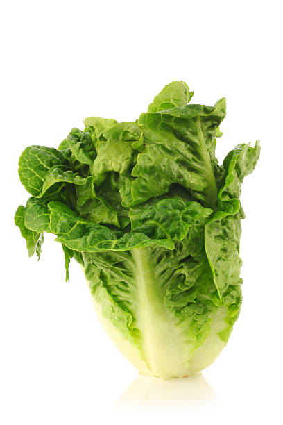 istock freshly harvested little gem lettuce 177003526