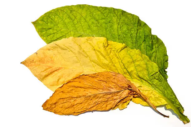 Three Step Of Tobacco Leafs From Northern Thailand