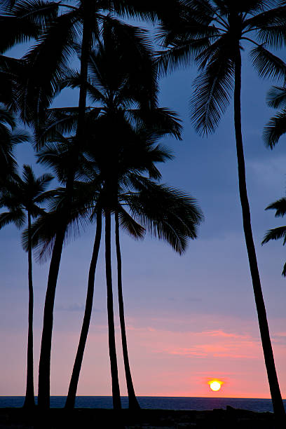 tropical sunset stock photo