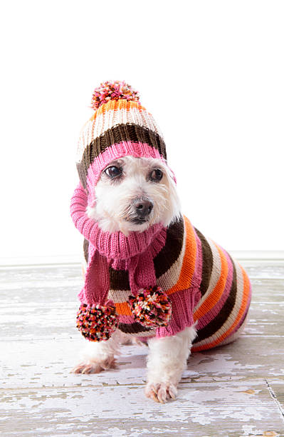 istock Adorable dog wearing winter sweater 177003846