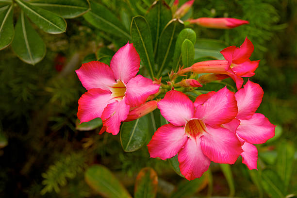 Dubai, UAE - Desert Rose or Adenium Obesum "The Desert Rose grows easily in the United Arab Emirates.  Growing to a height of about 4-5ft, this succulent plant is a member of the same family as Plumeria. Its swollen, often twisted, trunk is pale grey. The leaves are glossy, and club-shaped. The flowers appear almost continuously, are trumpet-shaped and range from white and bright pink to crimson, red. In spite of very hot summers in the UAE, the plant blooms almost through out the year.Botanical Name: Adenium Obesum." adenium photos stock pictures, royalty-free photos & images