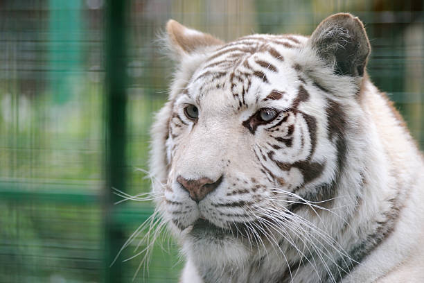 istock White tiger face detail 177004072
