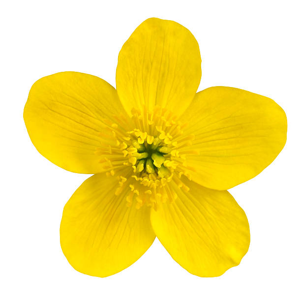 Marsh Marigold Yellow Flower Isolated on White
