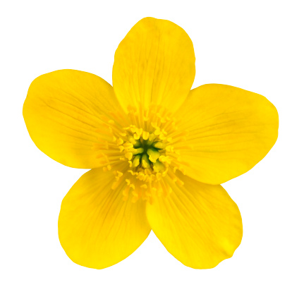 Marsh Marigold Yellow Flower Isolated on White Background. Caltha Palustris Macro DetailPlease see similar images in my lightboxes: