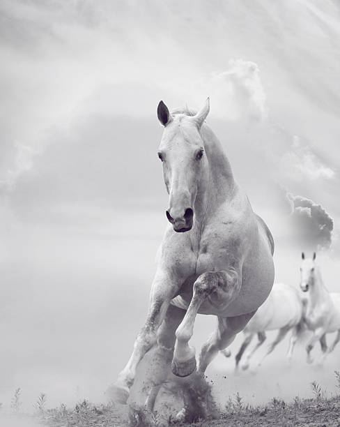 white horses white stallion running in dust in the wild white horse running stock pictures, royalty-free photos & images