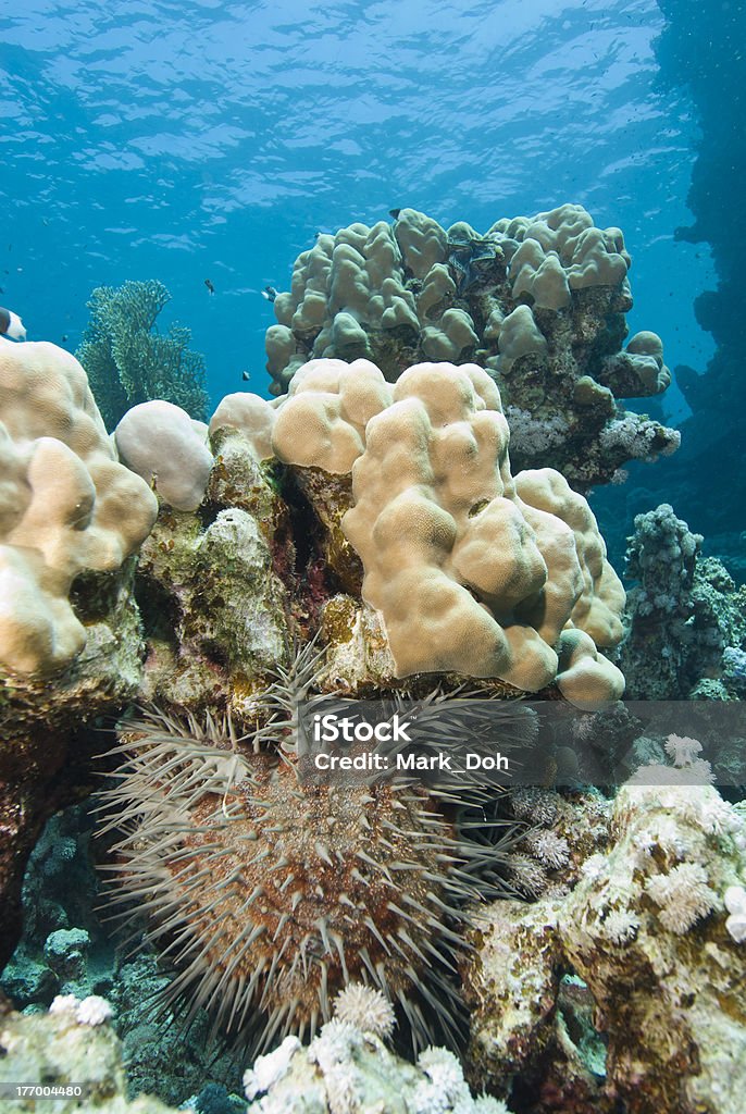 Tropical coral reef com coroa-de-espinho. - Foto de stock de Animal selvagem royalty-free
