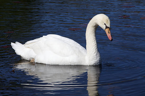 White swan, indiviudal bird on dark blue water background stock photo