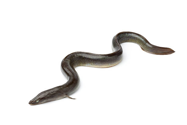 fresca anguila europea única - saltwater eel fotografías e imágenes de stock