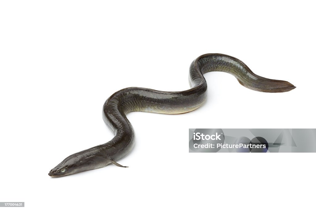 Single fresh  European eel Fresh  European eel on white background Saltwater Eel Stock Photo