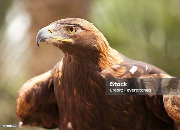 California Golden Eagle Stock Photo - Download Image Now - Animal, Animal Body Part, Animal Eye