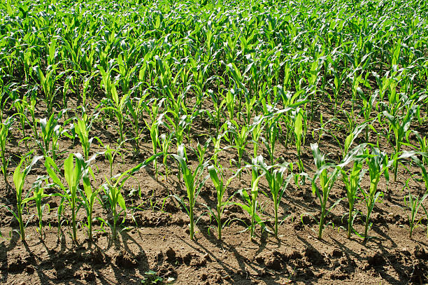 nature background of corn field scenic in day stock photo